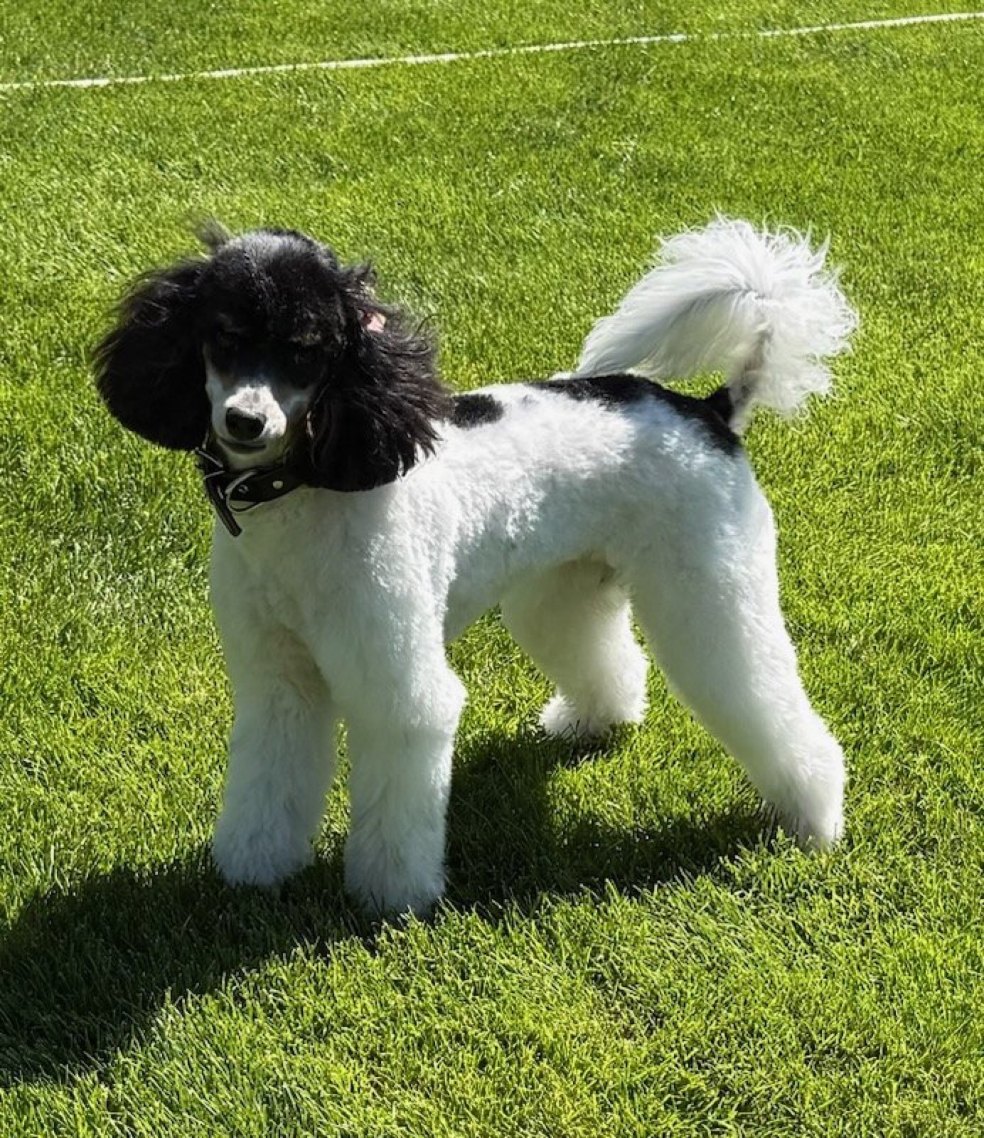 Classic Canines poodle