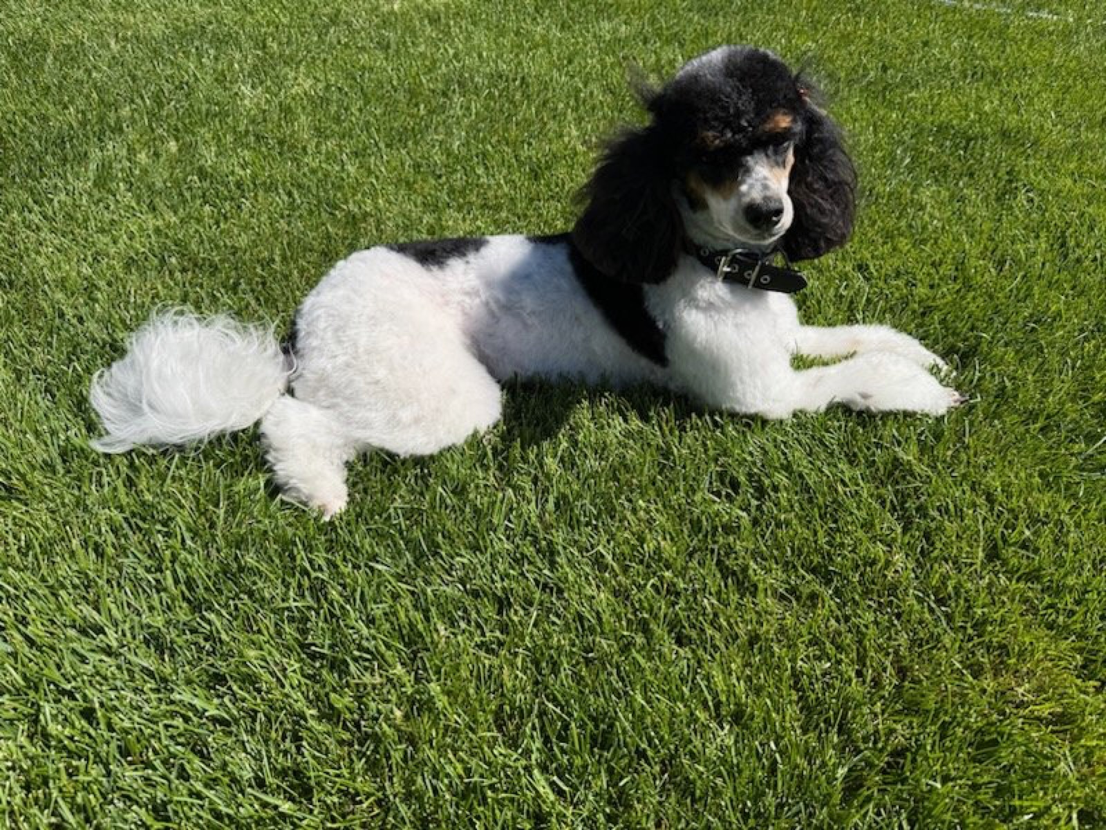 Classic Canines poodle