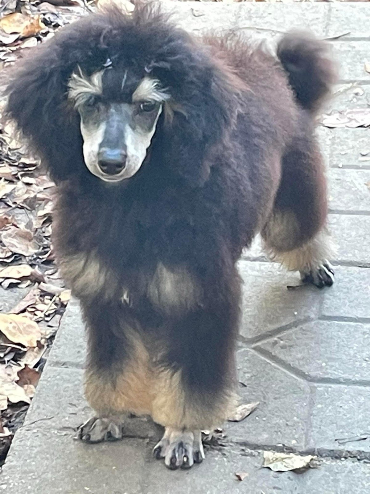 Classic Canines poodle