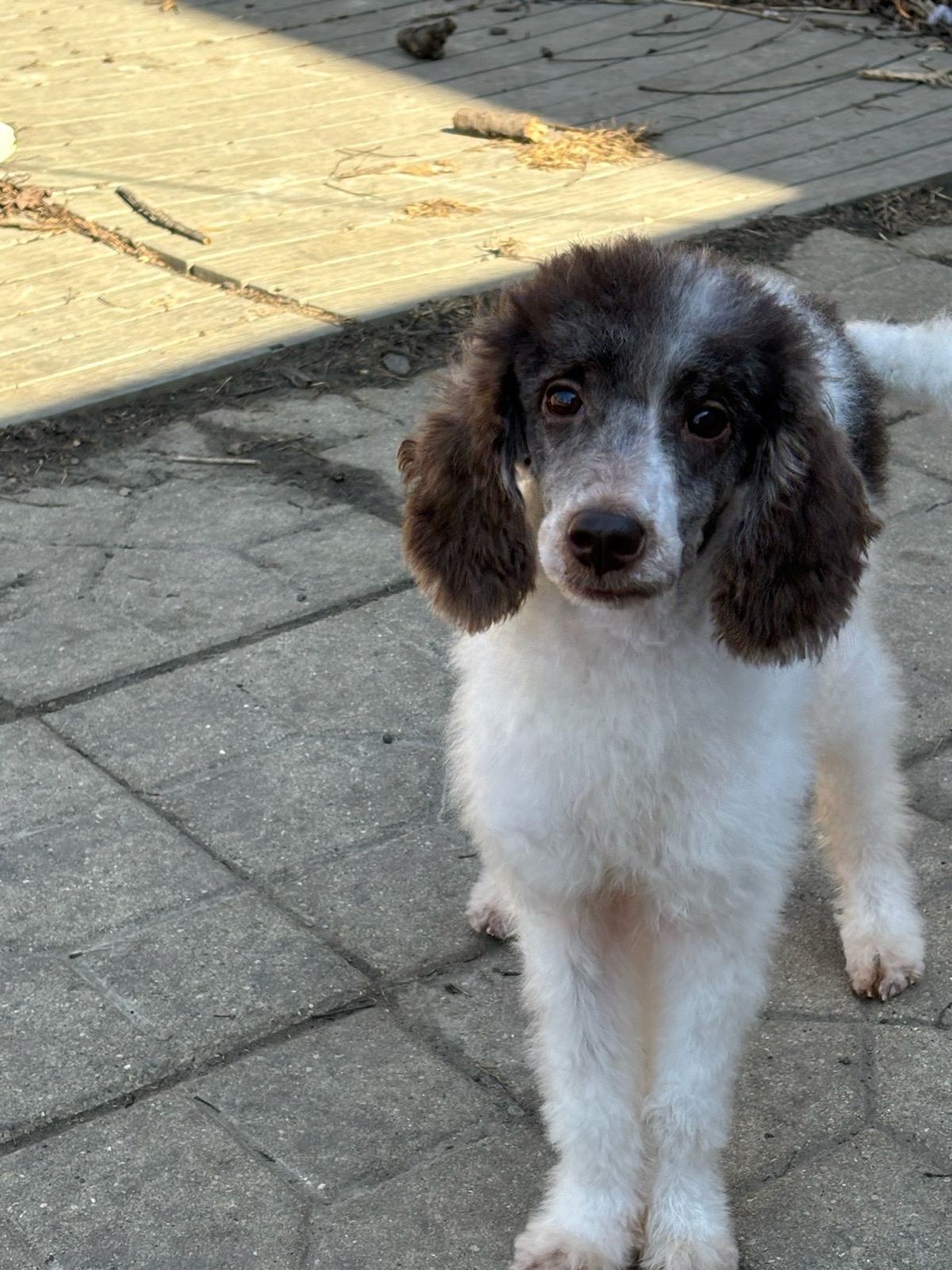 Classic Canines poodle